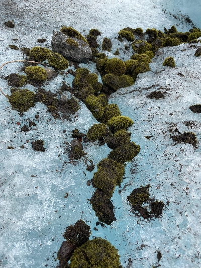 Glacier mice. A pile of moss covered small stones lying on the ice.