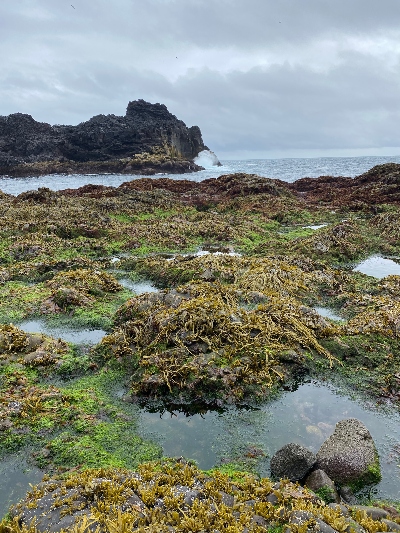 Colourful seaweed in the foreground and black lava cliffs in the background with the ocean in between
