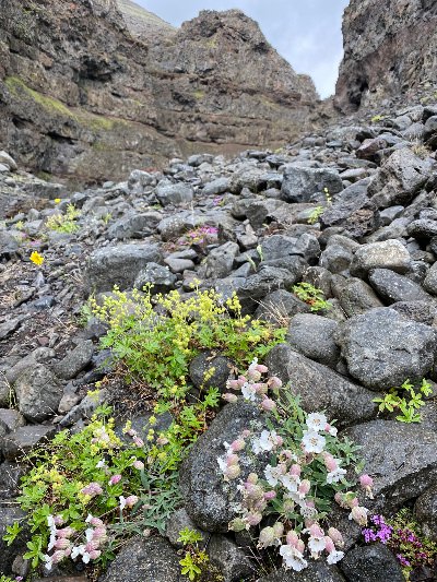 Green, white and purple flowers among the rocks on the ground