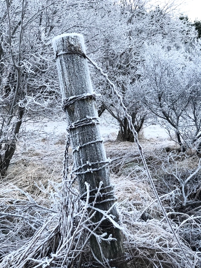 Frosted fence post and trees
