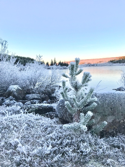 Frosted tree, grass and stones with Lake Hvaleyrarvatn in the background