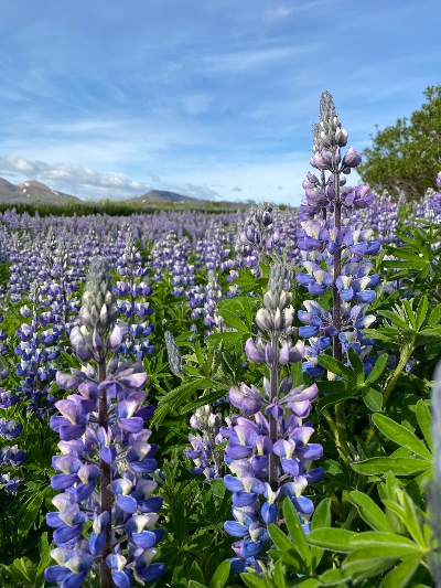 Blue lupines in bloom seen up close