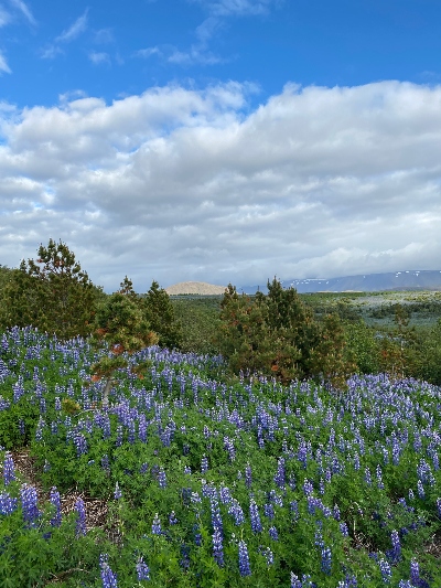 Blue lupine field with some trees and a mountain in the background 