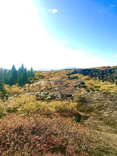 Bushes in red and yellow fall colours in Þingvellir National Park