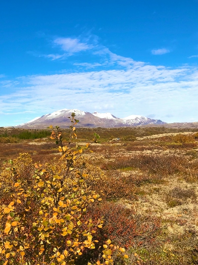 A small birch tree with yellow leafs in the foreground blue skies and a mountain with snow on the top in the background