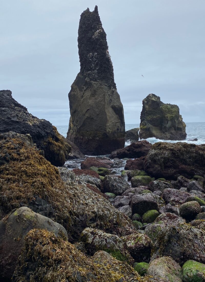 Sea stacks seen up close with rocks and seaweeds in the foreground
