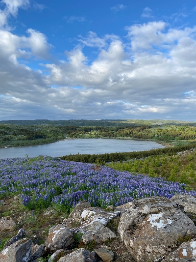 Lake Hvaleyrarvatn seen from above with a lupine field in the foreground