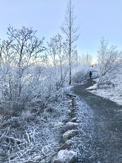 Frosted trees along a trail by Lake Hvaleyrarvatn in winter