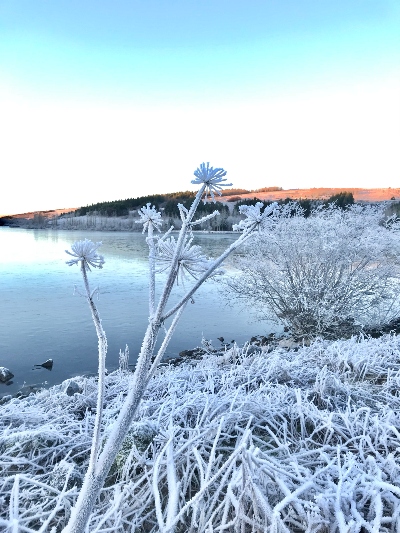 Frosted grass and bushes in front of a lake on a beautiful winter day by Lake Hvaleyrarvatn