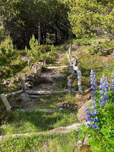 A wooden stairs on a trail by Lake Hvaleyrarvatn sourrounded by trees and some lupins