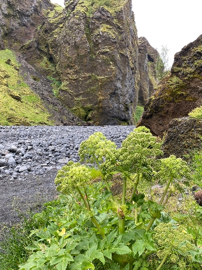 Iceland Angelica with cliffs in the background