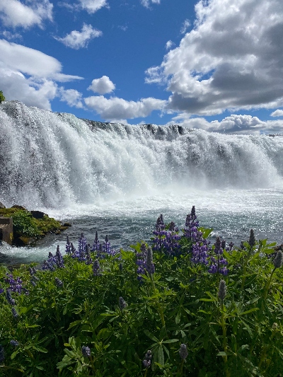 A close up of a white waterfall with some lupines in the foreground