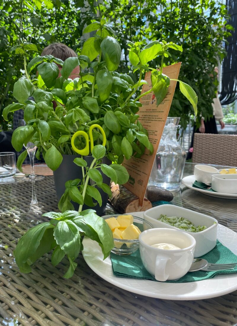 A plate with cucumber salsa and sour cream along with a basil plant on a table