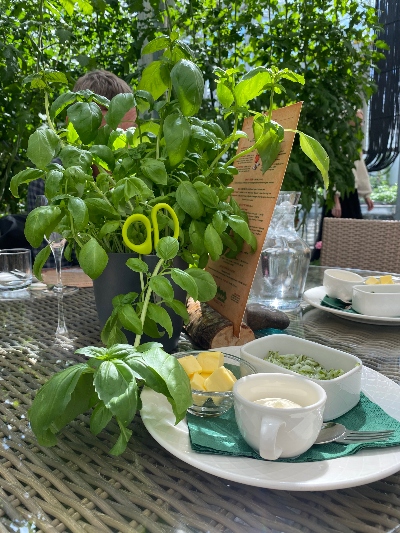 A cucumber salsa and a fresh basil plant on a table at Friðheimar Tomato Farm