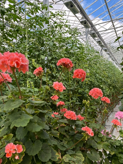 Pink summer flowers in bloom in an Icelandic greenhouse