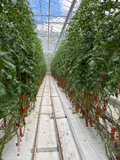 An aisle made of tomato plants in a greenhouse 