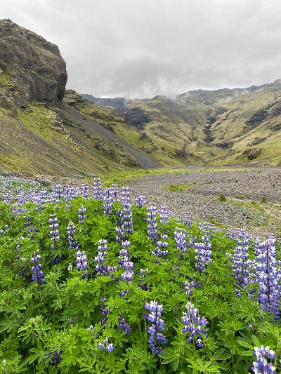 A lot of lupins on the hike to Seljavallalaug Swimming Pool in Iceland