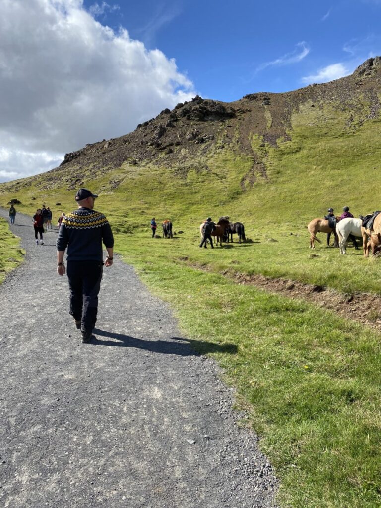 A man hiker passing some Icelandic horses on the trail in Reykjadalur Valley in Iceland